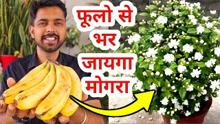 6 महीने तक मोगरा 200% फूलो से भरा रहेगा | Use Banana peel fertilizer in Mogra plant