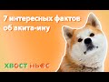 7 интересных фактов об акита-ину