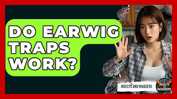 Do Earwig Traps Work? - Insects and Invaders