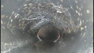 Sewer Inspection (*8*4) by Green's Plumbing Co 150 views 3 years ago 2 minutes, 28 seconds