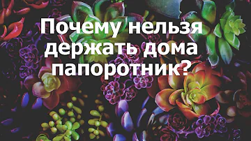 Почему нельзя держать дома папоротник?