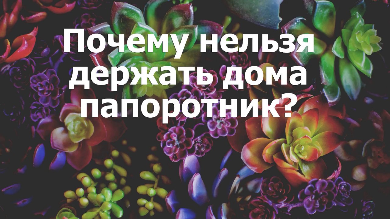 Почему нельзя держать дома папоротник?