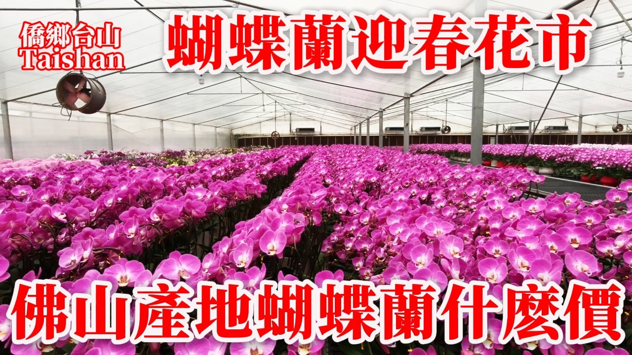 蝴蝶蘭迎春花市產地什麽價錢？佛山里水鎮蝴蝶蘭生產基地產量占全國30%丨廣東萬頃園藝世界年產蝴蝶兰六千萬株丨#flowermarket #chinatravel #花市場 #花市 #蝴蝶蘭 #蝴蝶兰
