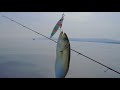 Чернокоп Лайт Джигинг в Черно море | Black Sea Bluefish Super Light Jigging