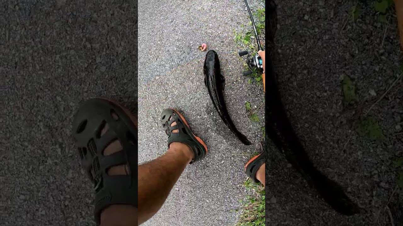 Urban Street Fishing in Sibu | Snakehead on Light Tackle After Rain
