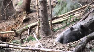 Barna Medve Videópályázat