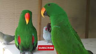 Top 10 Smart Birds On The Earth Top 10 Most Intelligent Birds