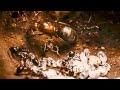 Best of ants  bbc earth