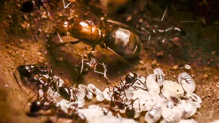 Best Of Ants | BBC Earth - DayDayNews