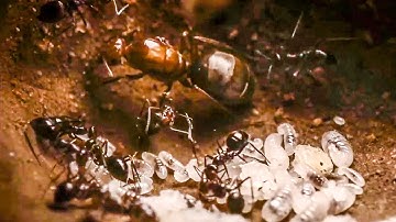 Best Of Ants | BBC Earth