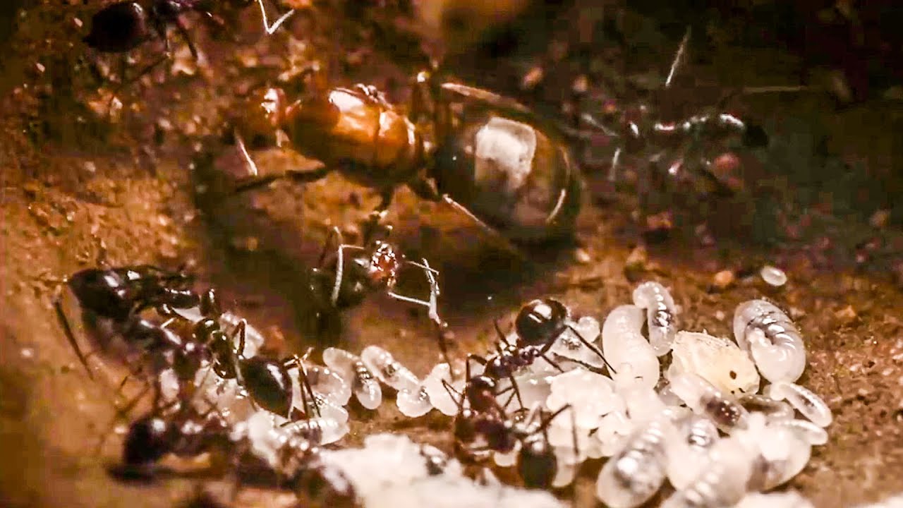 Почему головной мозг современных людей меньше, чем у далеких предков? Что общего между людьми и муравьями? Фото.