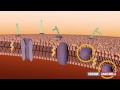 La membrana plasmatica tratto da saraceni strumia