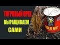 Тигровый орех, чуфа для рыбной ловли. Выращиваем сами.