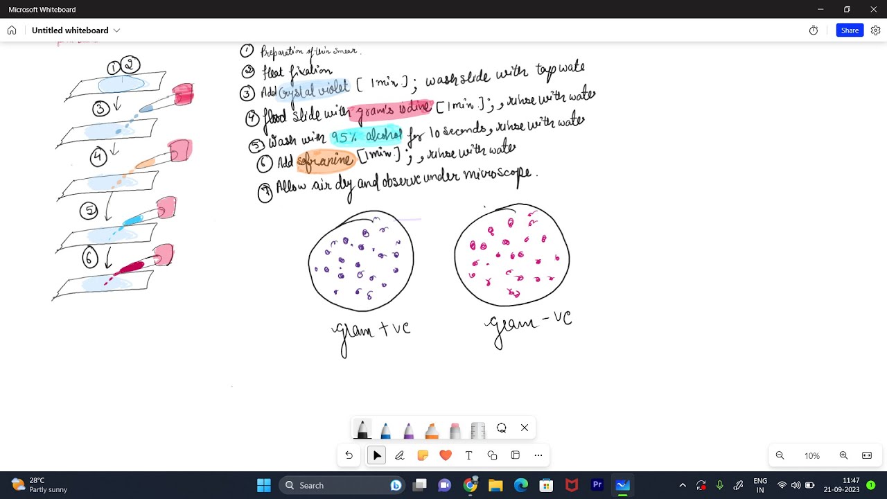 Identification of Bacteria Using Staining Techniques - YouTube