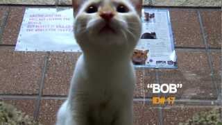 Pet Adoption - Bob