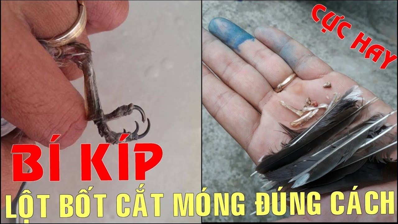 Cách Lột Bốt Cắt Móng cho Chào Mào đúng cách nhất