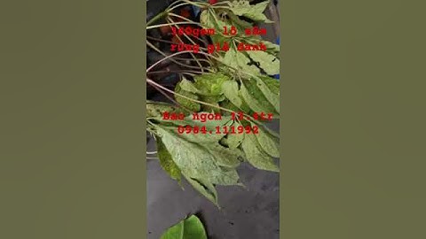 Lô #sâm rừng 360gram, mỗi củ dài 18-20cm, lá vàng già tự nhiên, củ sâm dài đều, mắt sâm dày chi chít