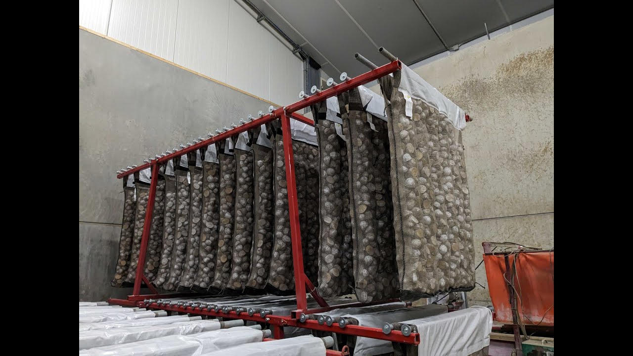 Snijden en voorkiemen van pootgoed | Cutting and chitting of seed potatoes