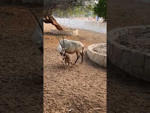 حيوان المها العربي حنان الأم ودفاعها الشرس عن مولودها