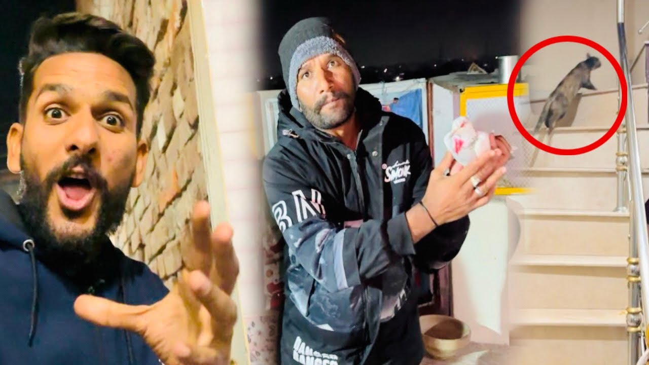 Aaj humare racer Kabootar ko bili utha kar lay gai 😳😱