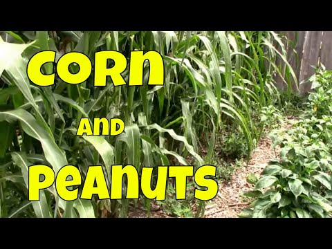 Video: Planting med peanøtter: Hva er de beste følgesvennene til peanøtter