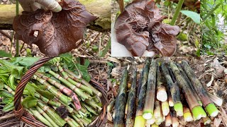 เมียฝรั่งเลาะป่าเก็บผักบุ้งฝรั่งได้ทั้งเห็ดหูหนูดอกใหญ่ๆได้ทั้งหน่อไม้ 4/5/2024