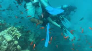 Egypt Reserve Ras Mohammed Diving 10/03/2023 | Египет Заповедник Рас Мухаммед Дайвинг 03.10.2023 Год