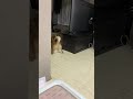 深夜に物音がするので、覗いてみたら柴犬が○○してた#Shorts