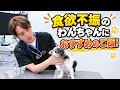 食欲不振のわんちゃんにおすすめのご飯!