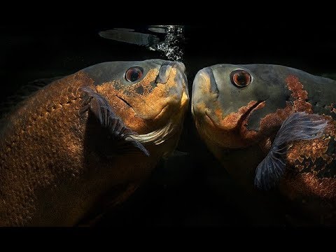 12 Different Types of OSCAR fish Doovi 12 Different Types of OSCAR fish Doovi