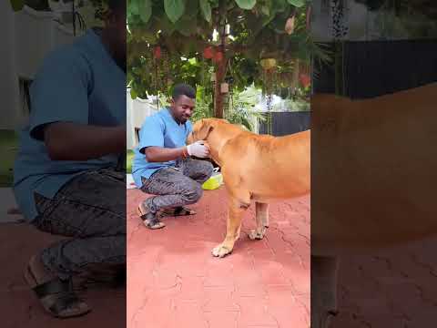 FAHAMU KUHUSU MBWA WA ULINZI 255 712 25 31 02