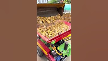 Automated Corn Cob Loading and Conveyor System