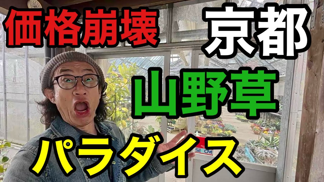 I've discovered an incredible place in Kyoto [Horticultural