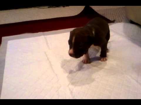 3 Week Old Rednose Pitbull Puppy Lozen