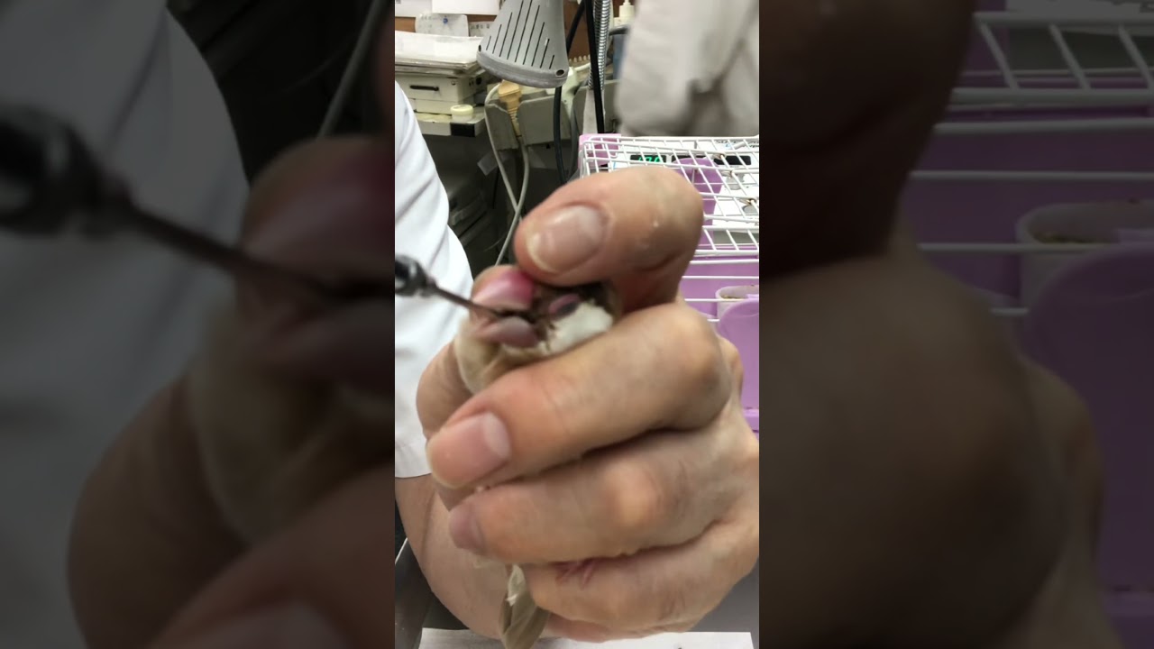 ⑵シナモン文鳥のモコちゃんの診察治療