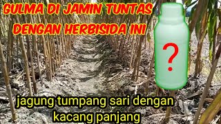 tumpas gulma jagung dengan herbisida sistemik || persiapan tumpang sari kacang panjang