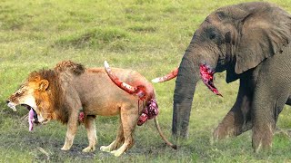 A Painful Lion Runs Away When Attacked By An Elephant With Sharp Horns, So What Happened？