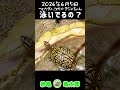 亀観察日記 2026.6.5 「泳いでるの？」