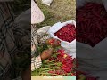 Harvesting chili peppers, skilled workers boost efficiency. #chilipeppers
