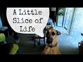 A little slice of life