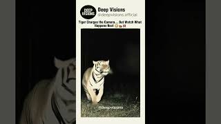 Suddenly This Tiger Appeared Shocking Footage