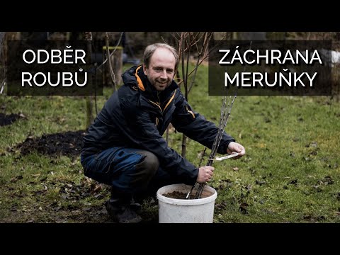 Video: Meruňka - Výhody A Poškození Meruňky, Semen, Zdravých Receptů
