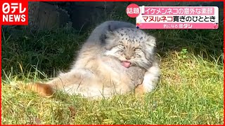 【猫】舌だして寝そべる姿…“イケメン”ネコの意外な素顔　那須どうぶつ王国