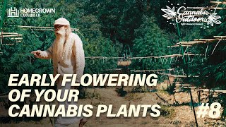 Your Early Flowering Cannabis Plants How To Grow Cannabis Outdoors EP8