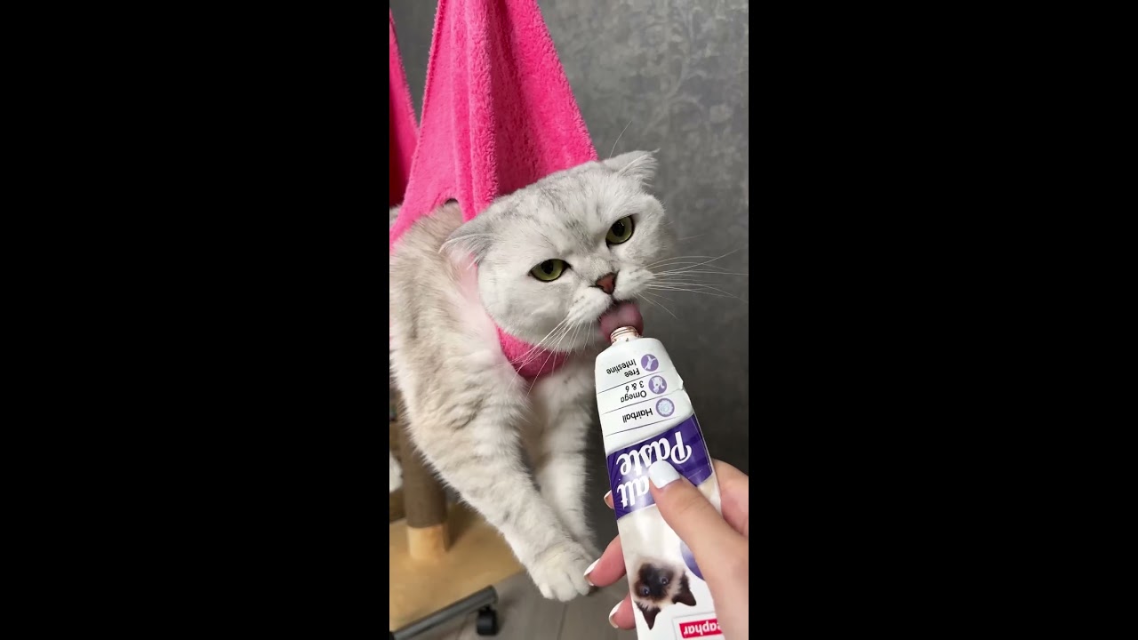 How To Trim Your Cat S Claws 