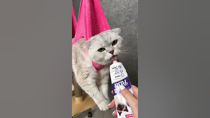 How to trim your cat`s claws 💅 - 天天要聞