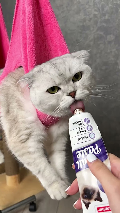 How to trim your cat`s claws 💅