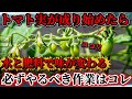 【トマト】実が成り始めたら水と肥料管理が大きく変わります!!コレしないと品質落ちます!!必ずやって欲しい作業は〇〇です。