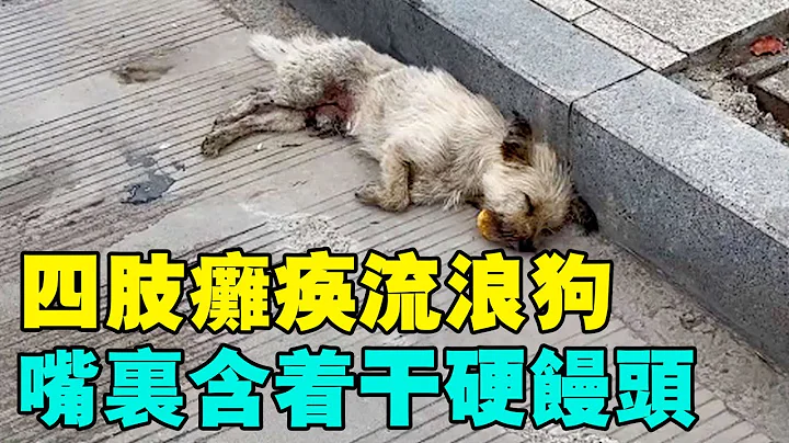 四肢癱瘓的流浪狗躺在馬路邊，嘴裡含一塊乾硬饅頭，女子收養後大變樣逆襲成高顏值寵物狗，鏡頭紀錄變化！ - 天天要聞