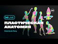 Пластическая анатомия